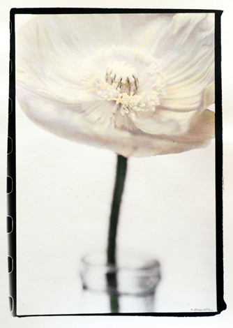 fleur-a-la-bouteille