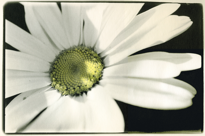 marguerite 